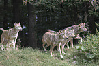 Eastern timber wolves