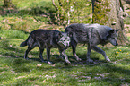 eastern wolves