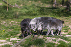 eastern wolves