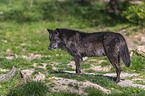 eastern wolf