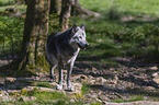 eastern wolf