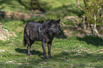 eastern wolf