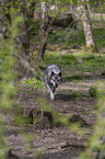 eastern wolf