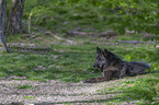 eastern wolf