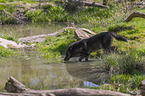 eastern wolf