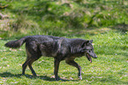 eastern wolf