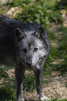 eastern wolf