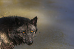 eastern wolf