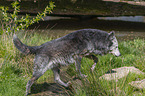 eastern wolf