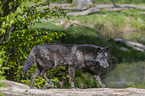 eastern wolf