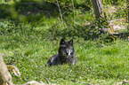 eastern wolf