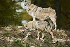 eastern wolves