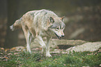 eastern wolf