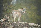 eastern wolves