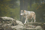 eastern wolf