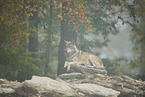 eastern wolf