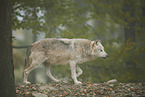 eastern wolf