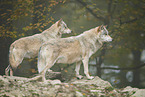 eastern wolves