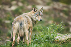 eastern wolf