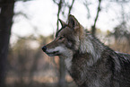 eastern timber wolf
