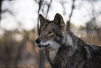 eastern timber wolf