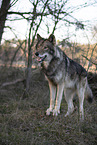 eastern timber wolf