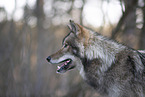 eastern timber wolf