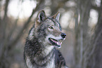 eastern timber wolf