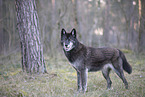 eastern timber wolf