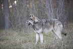 eastern timber wolf