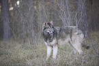 eastern timber wolf