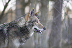 eastern timber wolf