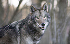 eastern timber wolf