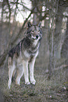 eastern timber wolf