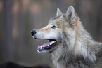eastern timber wolf