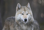 eastern timber wolf