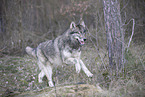 eastern timber wolf