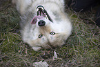 eastern timber wolf