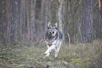 eastern timber wolf