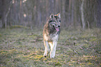 eastern timber wolf