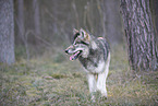 eastern timber wolf