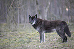 eastern timber wolf
