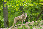 deer wolf