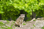 deer wolf