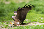 black kite
