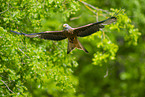 red kite