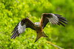 red kite