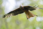 red kite