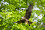 black kite