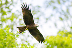 black kite